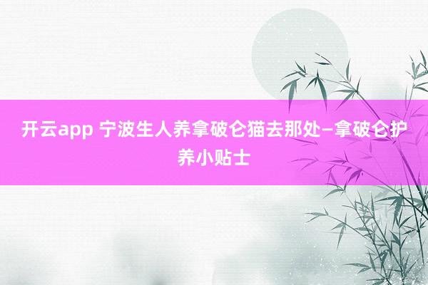 开云app 宁波生人养拿破仑猫去那处—拿破仑护养小贴士